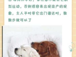 狗狗配种后疼痛缓解的有效方法有哪些？