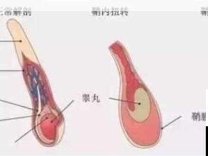 男生睾丸疼痛因女生坐姿？专家解析是否正常