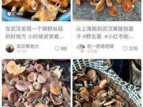 蘑菇视频网络热潮：真实性探讨与安全隐忧