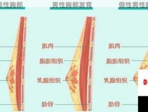 男性如何科学消除胸部脂肪堆积？应对策略解析