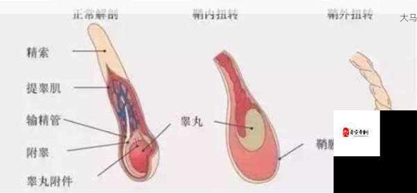 男生睾丸疼痛因女生坐姿？专家解析是否正常